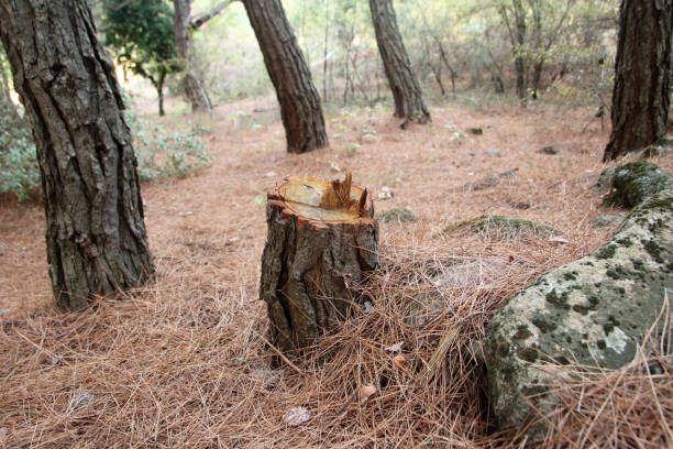 How Our Tree Care Process Works  in  Centerville, SC