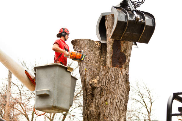 Professional Tree Removal Services in Centerville, SC